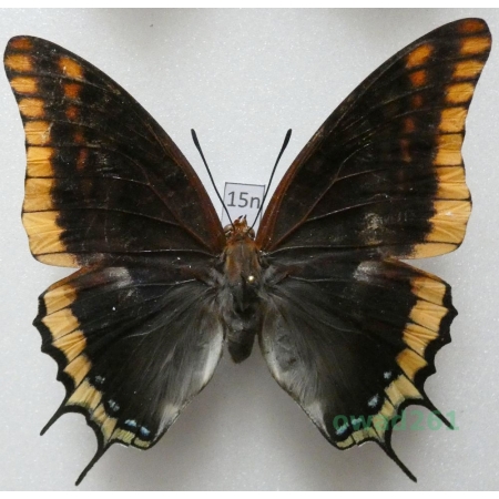 Charaxes jasius (Linnaeus, 1767) female Croatia 73mm15n